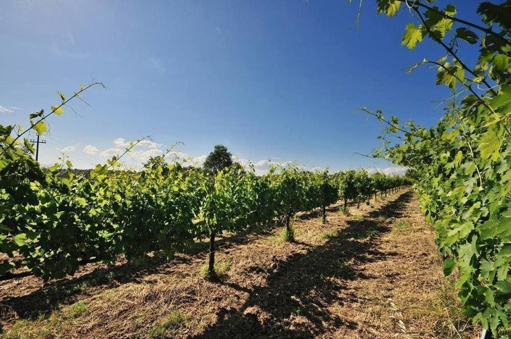 Agriturismo Casale Contessa Montebuono  Kültér fotó